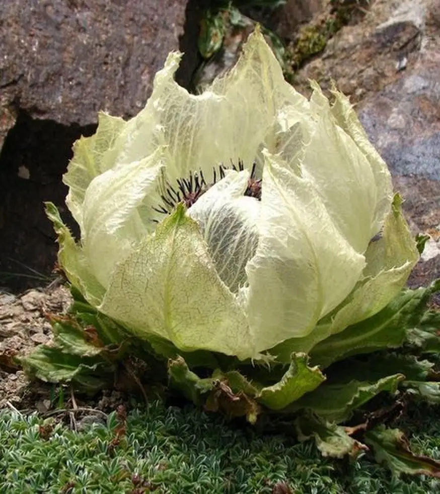 《鬼王子》-资源截图